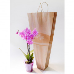 ИН ФАБРИКА Пакет упаковочный для орхидеи крафт бумагу Будмен